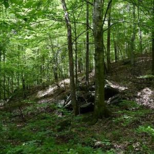 Photo of UNDER CONTRACT!!  156 Acres of Hunting and Recreation Land for Sale in Franklin County VA!