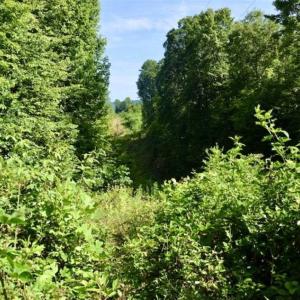 Photo of UNDER CONTRACT!!  156 Acres of Hunting and Recreation Land for Sale in Franklin County VA!