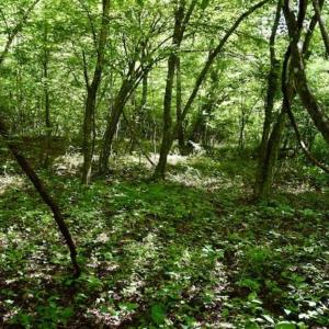 Photo of UNDER CONTRACT!!  156 Acres of Hunting and Recreation Land for Sale in Franklin County VA!