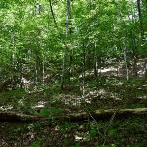 Photo of UNDER CONTRACT!!  156 Acres of Hunting and Recreation Land for Sale in Franklin County VA!