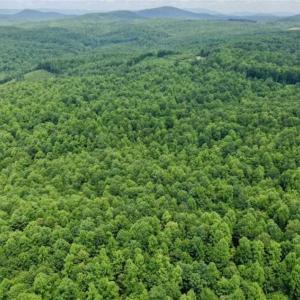 Photo of UNDER CONTRACT!!  156 Acres of Hunting and Recreation Land for Sale in Franklin County VA!