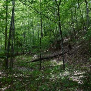 Photo of UNDER CONTRACT!!  156 Acres of Hunting and Recreation Land for Sale in Franklin County VA!