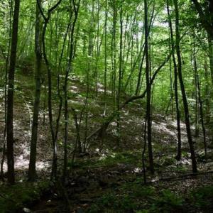 Photo of UNDER CONTRACT!!  156 Acres of Hunting and Recreation Land for Sale in Franklin County VA!
