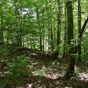 Photo of UNDER CONTRACT!!  156 Acres of Hunting and Recreation Land for Sale in Franklin County VA!