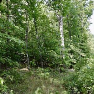 Photo of UNDER CONTRACT!!  156 Acres of Hunting and Recreation Land for Sale in Franklin County VA!