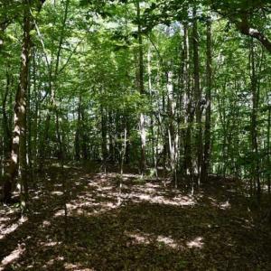 Photo of UNDER CONTRACT!!  156 Acres of Hunting and Recreation Land for Sale in Franklin County VA!