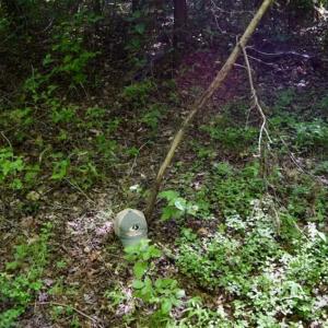 Photo of UNDER CONTRACT!!  156 Acres of Hunting and Recreation Land for Sale in Franklin County VA!