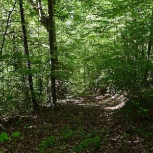 Photo of UNDER CONTRACT!!  156 Acres of Hunting and Recreation Land for Sale in Franklin County VA!