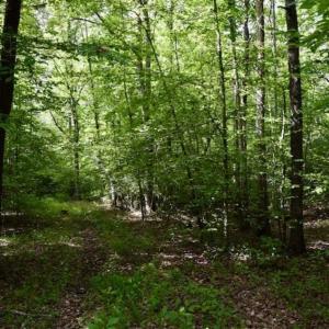 Photo of UNDER CONTRACT!!  156 Acres of Hunting and Recreation Land for Sale in Franklin County VA!