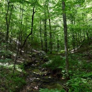 Photo of UNDER CONTRACT!!  156 Acres of Hunting and Recreation Land for Sale in Franklin County VA!