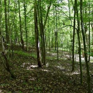 Photo of UNDER CONTRACT!!  156 Acres of Hunting and Recreation Land for Sale in Franklin County VA!