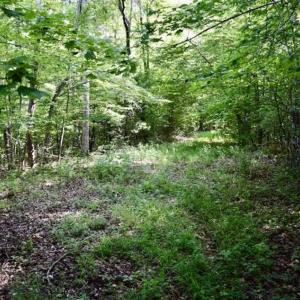 Photo of UNDER CONTRACT!!  156 Acres of Hunting and Recreation Land for Sale in Franklin County VA!