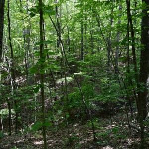 Photo of UNDER CONTRACT!!  156 Acres of Hunting and Recreation Land for Sale in Franklin County VA!