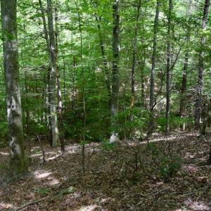 Photo of UNDER CONTRACT!!  156 Acres of Hunting and Recreation Land for Sale in Franklin County VA!