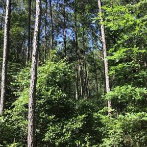 Photo of SOLD!!  55.56 Acres of Residential Equestrian and Hunting Land in Moore County NC!