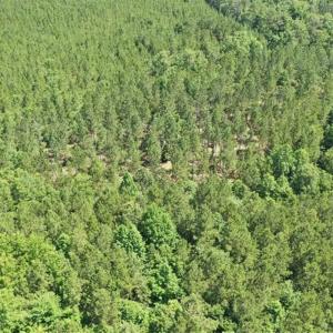 Photo of SOLD!!  55.56 Acres of Residential Equestrian and Hunting Land in Moore County NC!