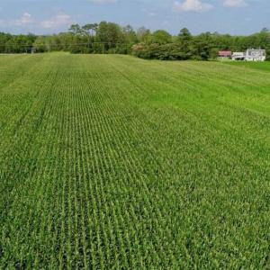 Photo of UNDER CONTRACT!!  98 Acres of Waterfront Farm and Development Land in Currituck County NC!