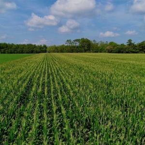 Photo of UNDER CONTRACT!!  98 Acres of Waterfront Farm and Development Land in Currituck County NC!