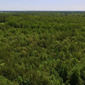 Photo of SOLD!!  37.3 Ac of Hunting and Recreational Land For Sale in Lunenburg County VA!