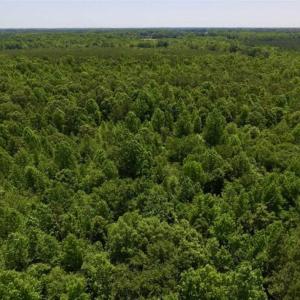 Photo of SOLD!!  37.3 Ac of Hunting and Recreational Land For Sale in Lunenburg County VA!