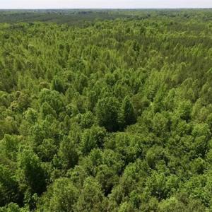 Photo of SOLD!!  37.3 Ac of Hunting and Recreational Land For Sale in Lunenburg County VA!