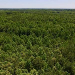 Photo of SOLD!!  37.3 Ac of Hunting and Recreational Land For Sale in Lunenburg County VA!