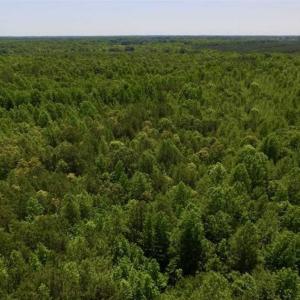 Photo of SOLD!!  37.3 Ac of Hunting and Recreational Land For Sale in Lunenburg County VA!