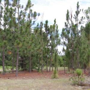 Photo of SOLD!!  22.06 Ac of Residential and Timber Land For Sale In Cumberland County NC!