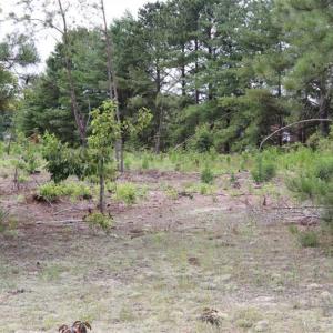 Photo of SOLD!!  22.06 Ac of Residential and Timber Land For Sale In Cumberland County NC!