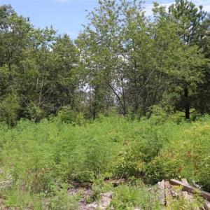 Photo of SOLD!!  22.06 Ac of Residential and Timber Land For Sale In Cumberland County NC!