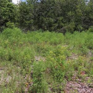 Photo of SOLD!!  22.06 Ac of Residential and Timber Land For Sale In Cumberland County NC!