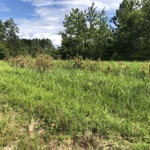 Photo of SOLD!!  22.06 Ac of Residential and Timber Land For Sale In Cumberland County NC!