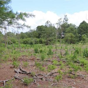 Photo of SOLD!!  22.06 Ac of Residential and Timber Land For Sale In Cumberland County NC!