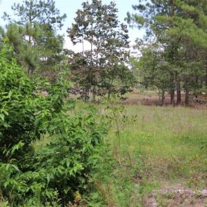 Photo of SOLD!!  22.06 Ac of Residential and Timber Land For Sale In Cumberland County NC!