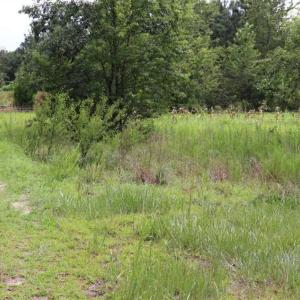 Photo of SOLD!!  22.06 Ac of Residential and Timber Land For Sale In Cumberland County NC!