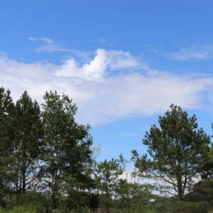 Photo of SOLD!!  22.06 Ac of Residential and Timber Land For Sale In Cumberland County NC!