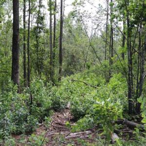 Photo of SOLD!!  22.06 Ac of Residential and Timber Land For Sale In Cumberland County NC!