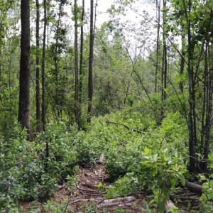 Photo of SOLD!!  22.06 Ac of Residential and Timber Land For Sale In Cumberland County NC!