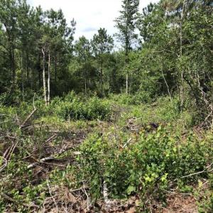 Photo of SOLD!!  22.06 Ac of Residential and Timber Land For Sale In Cumberland County NC!