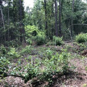 Photo of SOLD!!  22.06 Ac of Residential and Timber Land For Sale In Cumberland County NC!