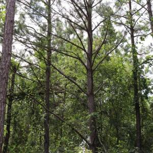 Photo of SOLD!!  22.06 Ac of Residential and Timber Land For Sale In Cumberland County NC!