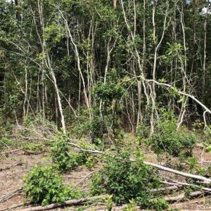 Photo of SOLD!!  22.06 Ac of Residential and Timber Land For Sale In Cumberland County NC!
