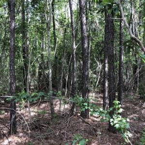 Photo of SOLD!!  22.06 Ac of Residential and Timber Land For Sale In Cumberland County NC!