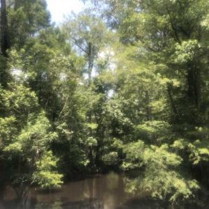 Photo of SOLD!!  162 Acres of Timber and Hunting Land For Sale in Dillion County SC!