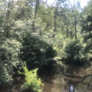Photo of SOLD!!  162 Acres of Timber and Hunting Land For Sale in Dillion County SC!
