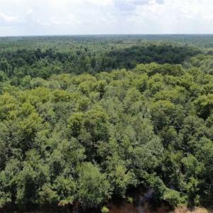 Photo of SOLD!!  162 Acres of Timber and Hunting Land For Sale in Dillion County SC!
