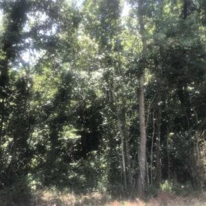Photo of SOLD!!  162 Acres of Timber and Hunting Land For Sale in Dillion County SC!