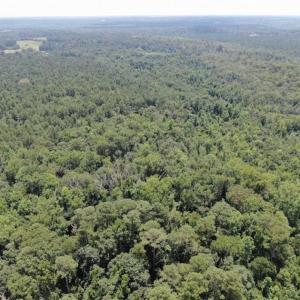 Photo of SOLD!!  162 Acres of Timber and Hunting Land For Sale in Dillion County SC!