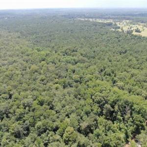 Photo of SOLD!!  162 Acres of Timber and Hunting Land For Sale in Dillion County SC!