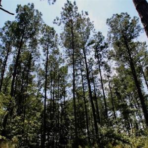 Photo of SOLD!!  Hunting Cabin with 10 Acres For Sale in Martin County NC!